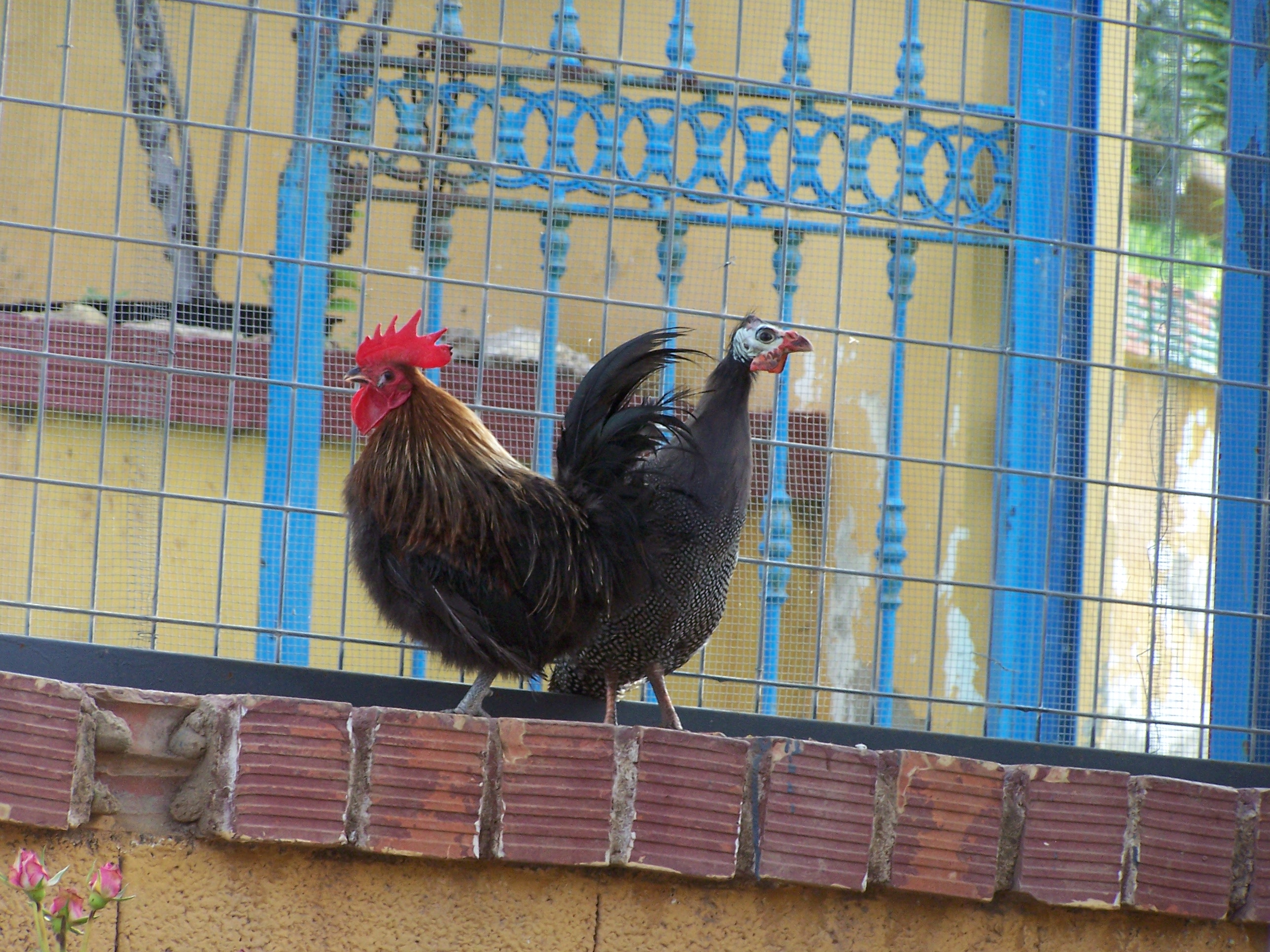 gallina de guinea y gallo