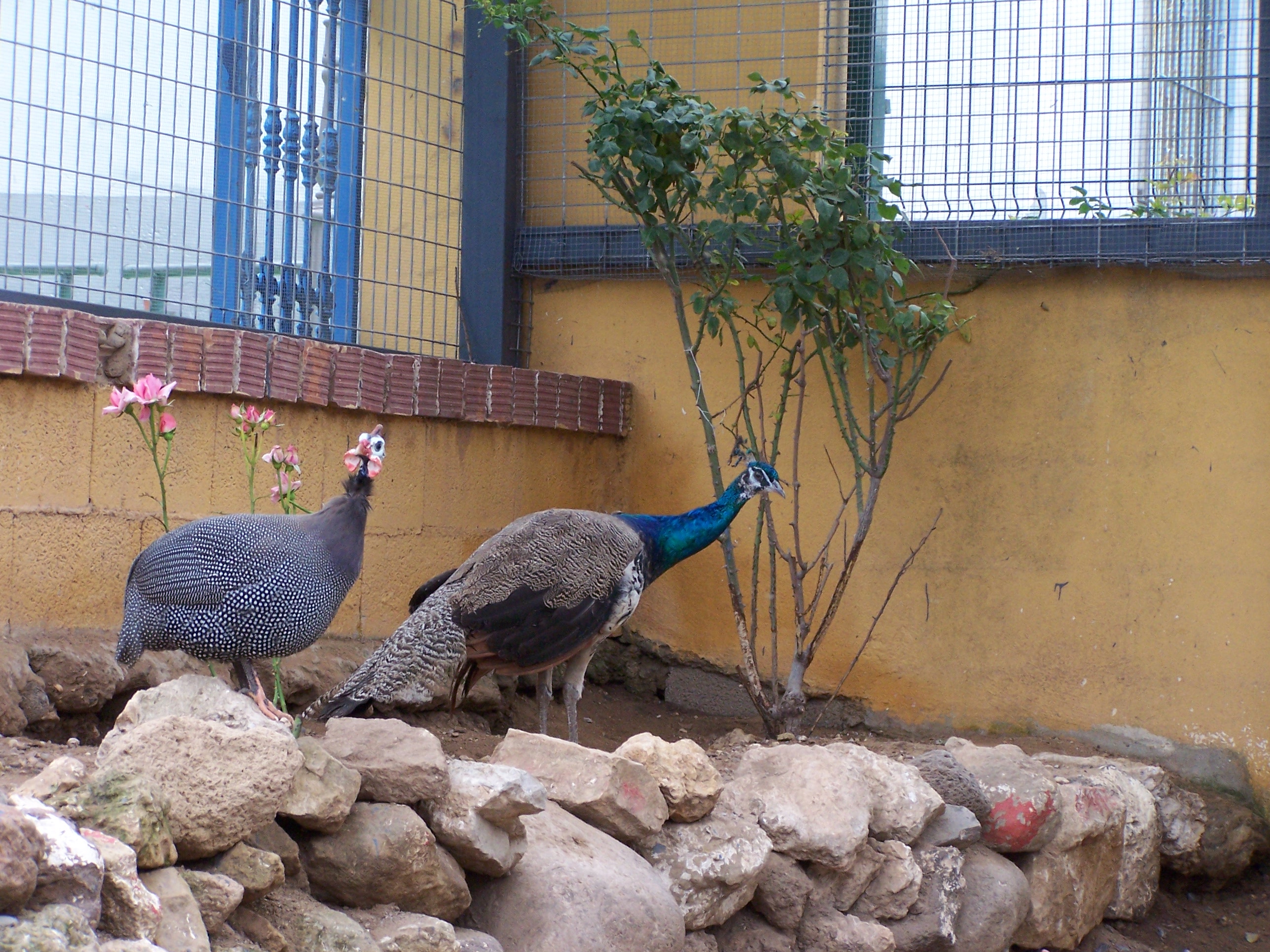 pavo rela y gallina de guinea